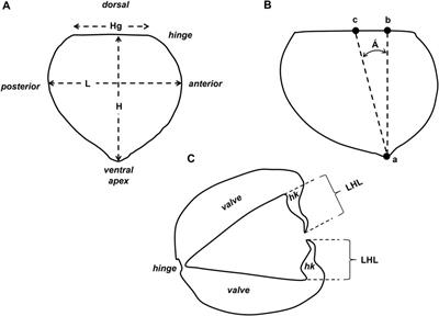 Comparative diversity in glochidia of Australasian freshwater mussels